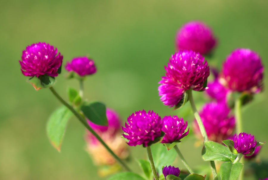 Image of Gomphrena globosa specimen.