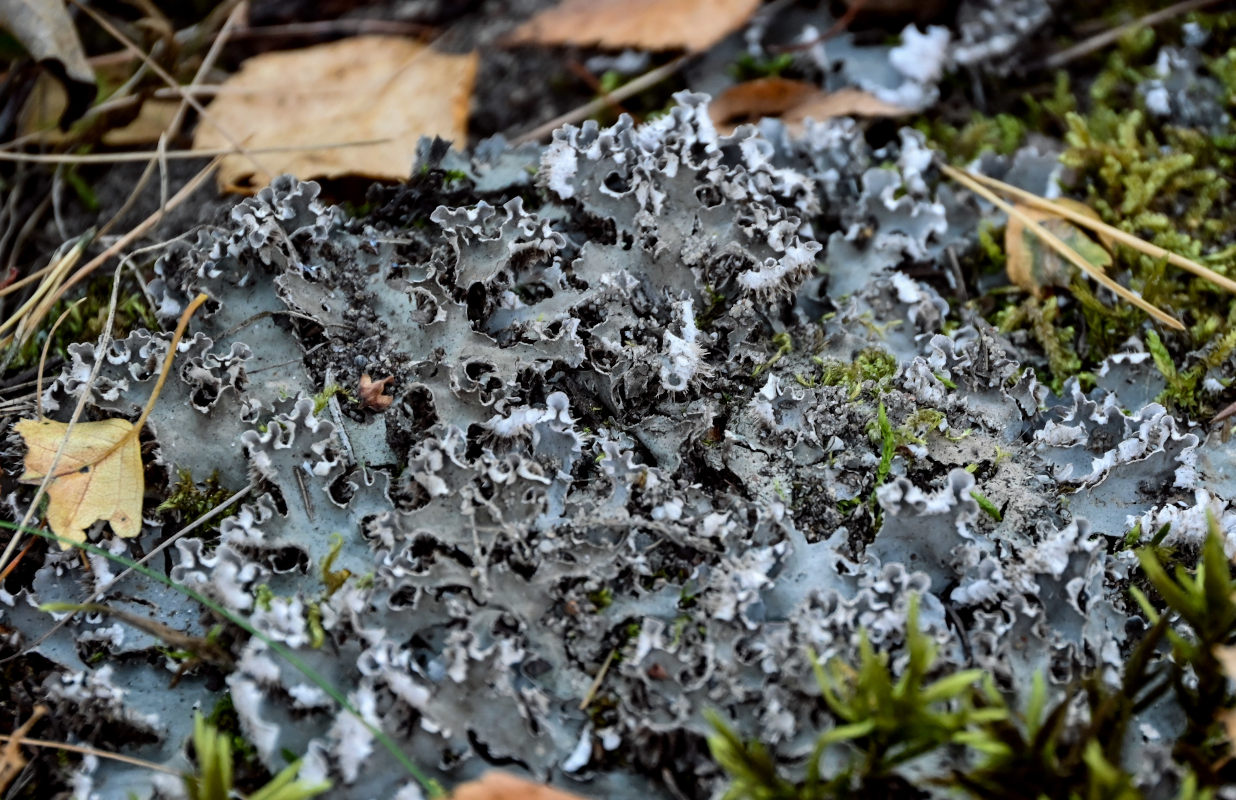 Image of genus Peltigera specimen.