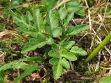 Botrychium multifidum. Стерильная часть листа. Украина, Закарпатская обл., Раховский р-н, на поляне в смешанном лесу, 800 м н.у.м. 28 августа 2008 г.