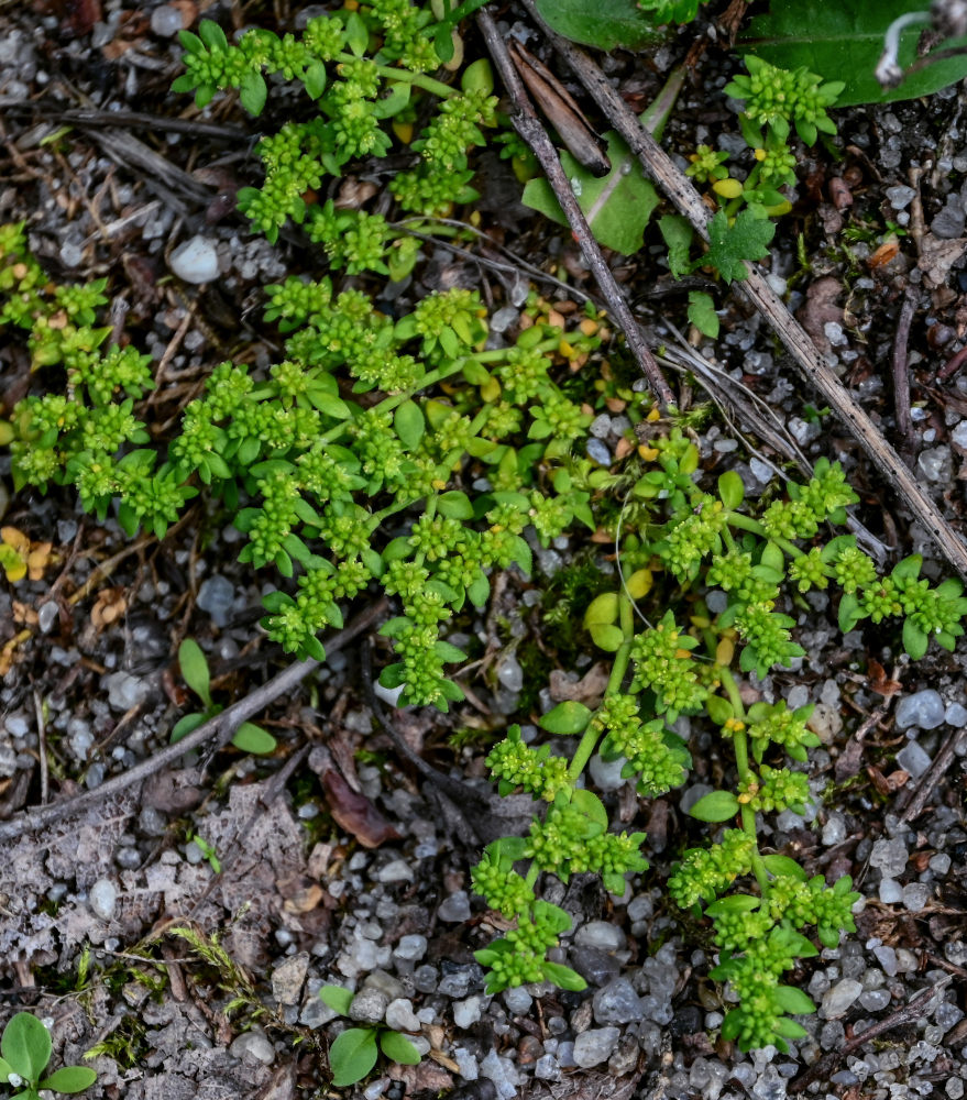 Изображение особи Herniaria glabra.