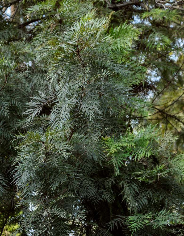 Изображение особи Grevillea robusta.