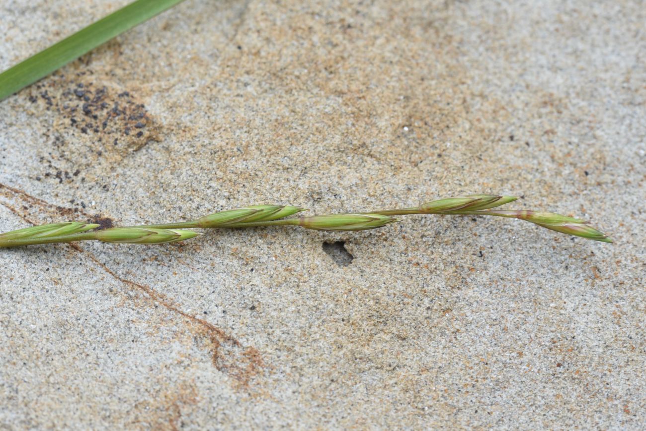 Image of familia Poaceae specimen.