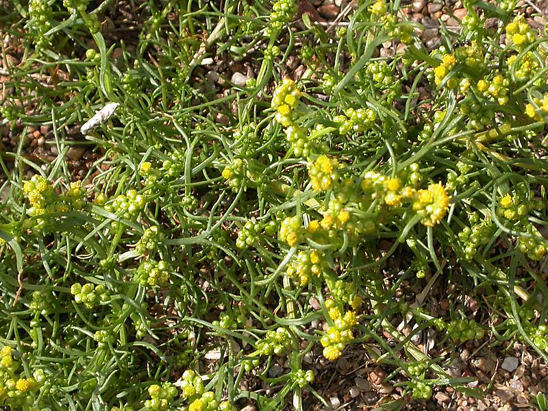 Image of Artemisia palustris specimen.