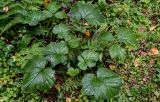Geum macrophyllum