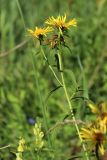 Inula salicina. Верхушка растения с цветущими и отцветающими соцветиями. Беларусь, Витебская обл., окр. пос. Езерище, окр. дендрария, берег оз. Езерище, разнотравный луг на месте вырубленного ивняка. 20.07.2024.