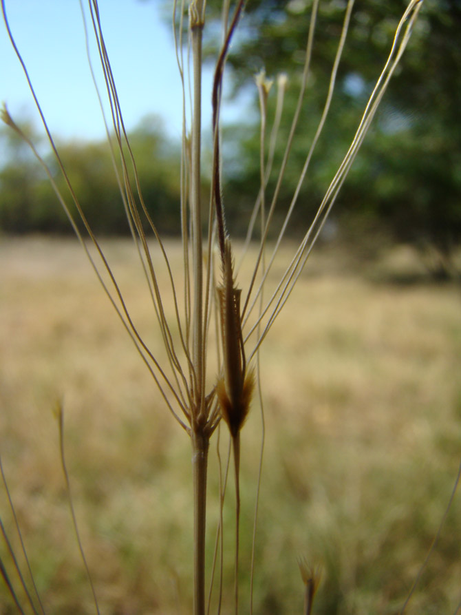 Изображение особи Chrysopogon gryllus.