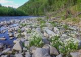 род Cardamine