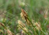 Carex halleriana