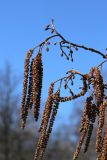 Alnus glutinosa