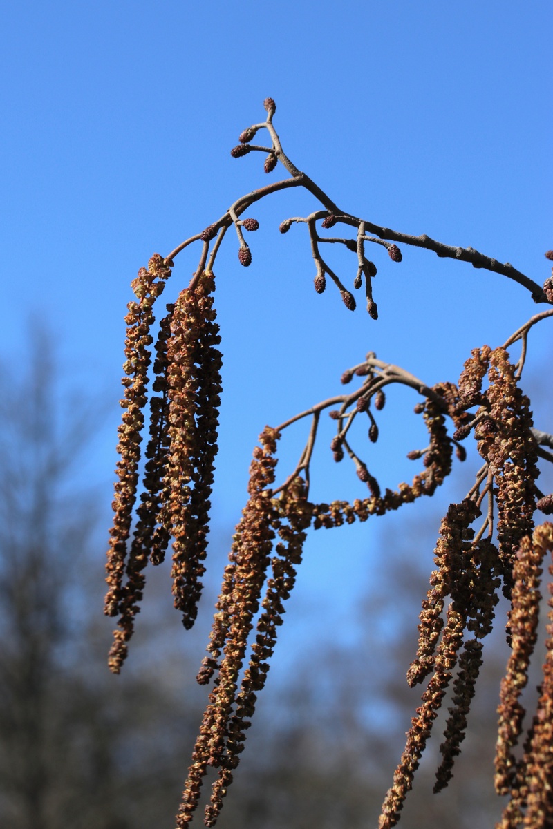 Image of Alnus glutinosa specimen.