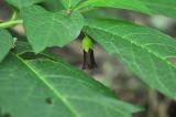 Scopolia caucasica