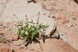 familia Brassicaceae. Цветущее растение. Таджикистан, Хатлонская обл., Кабодиёнский р-н, хр. Аруктау, окр. пер. Дандан-Чикан, пестроцветы. 15 апреля 2025 г.