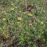 genus Potentilla