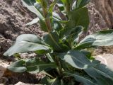 Isatis tinctoria. Нижние части побегов с повреждёнными листьями. Крым, г. Судак, ур. Алчак-Кая, мыс Алчак, в расщелине скалы. 10.04.2025.