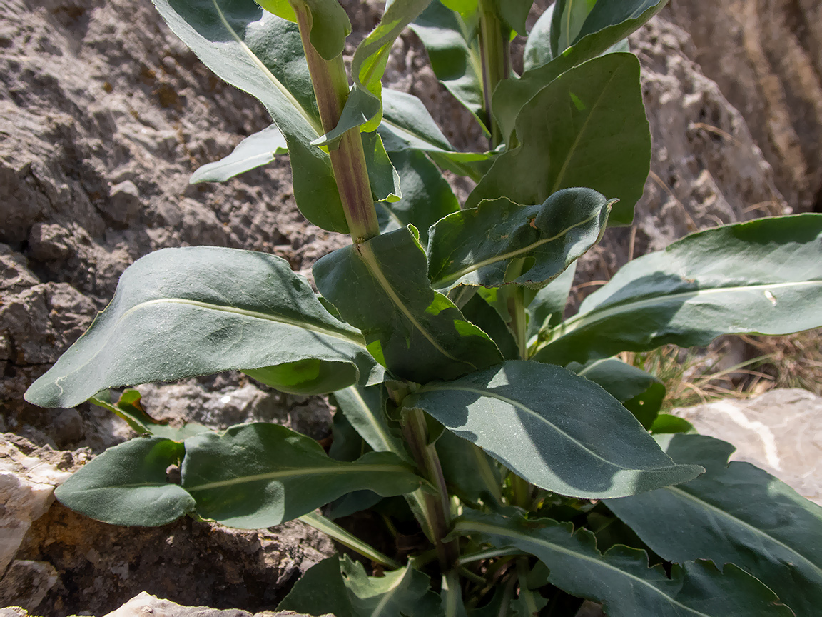 Image of Isatis tinctoria specimen.