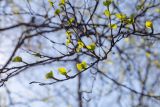 Betula czerepanovii. Верхушка ветки с распускающимися молодыми листьями. Мурманск, Октябрьский р-н, окр. оз. Среднее, смешанный лес с доминированием Betula. 31.05.2025.