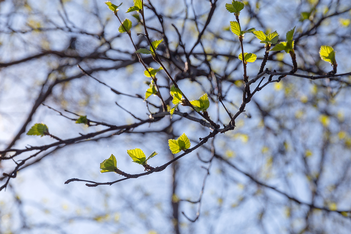 Image of Betula czerepanovii specimen.