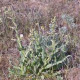 Silene viscosa