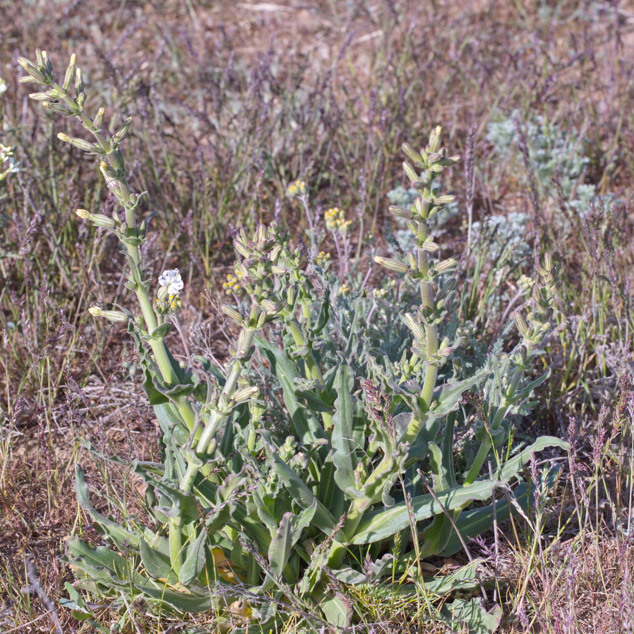 Image of Silene viscosa specimen.