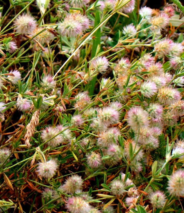 Image of Trifolium arvense specimen.