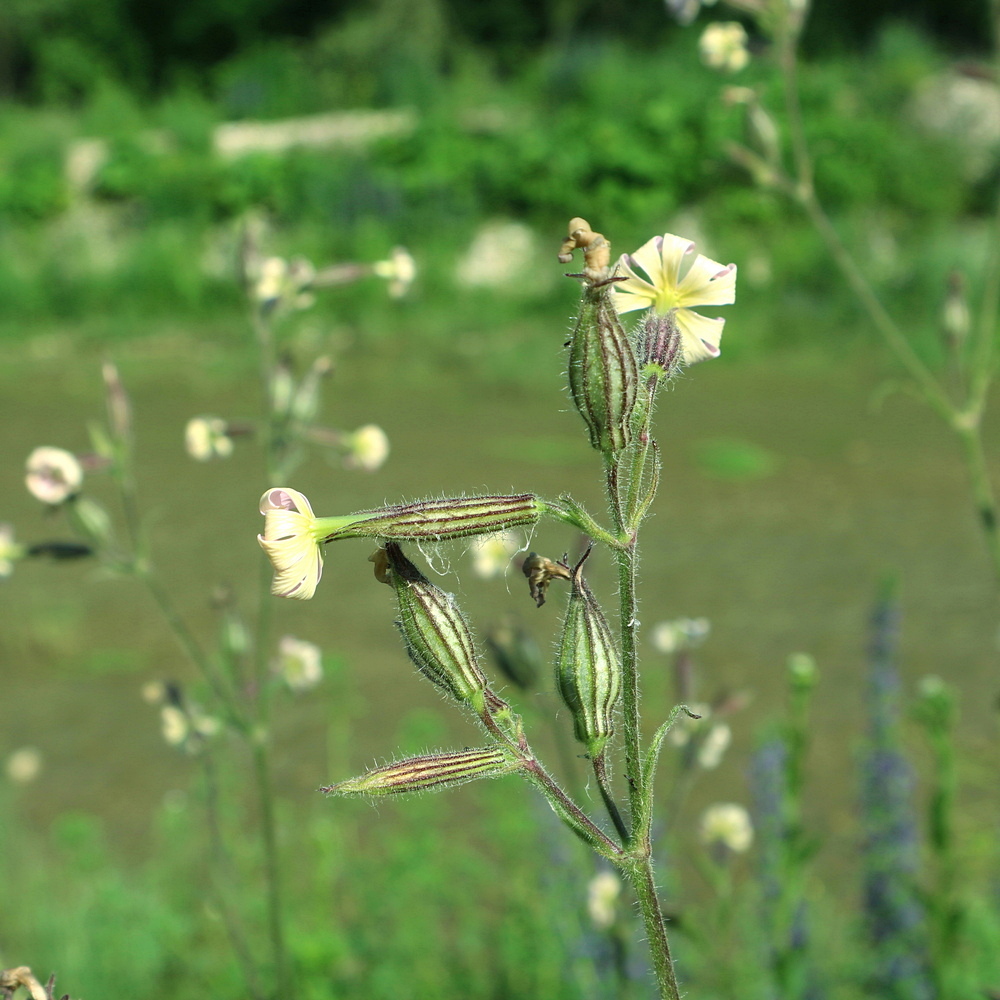 Изображение особи Silene noctiflora.