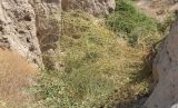 Bassia prostrata