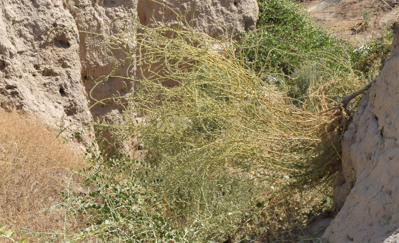 Image of Bassia prostrata specimen.