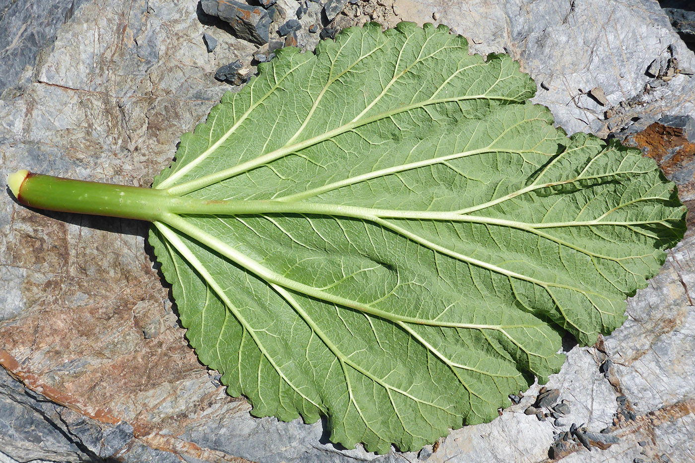 Image of Rheum spiciforme specimen.
