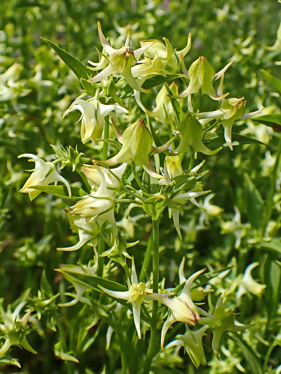 Изображение особи Halenia corniculata.
