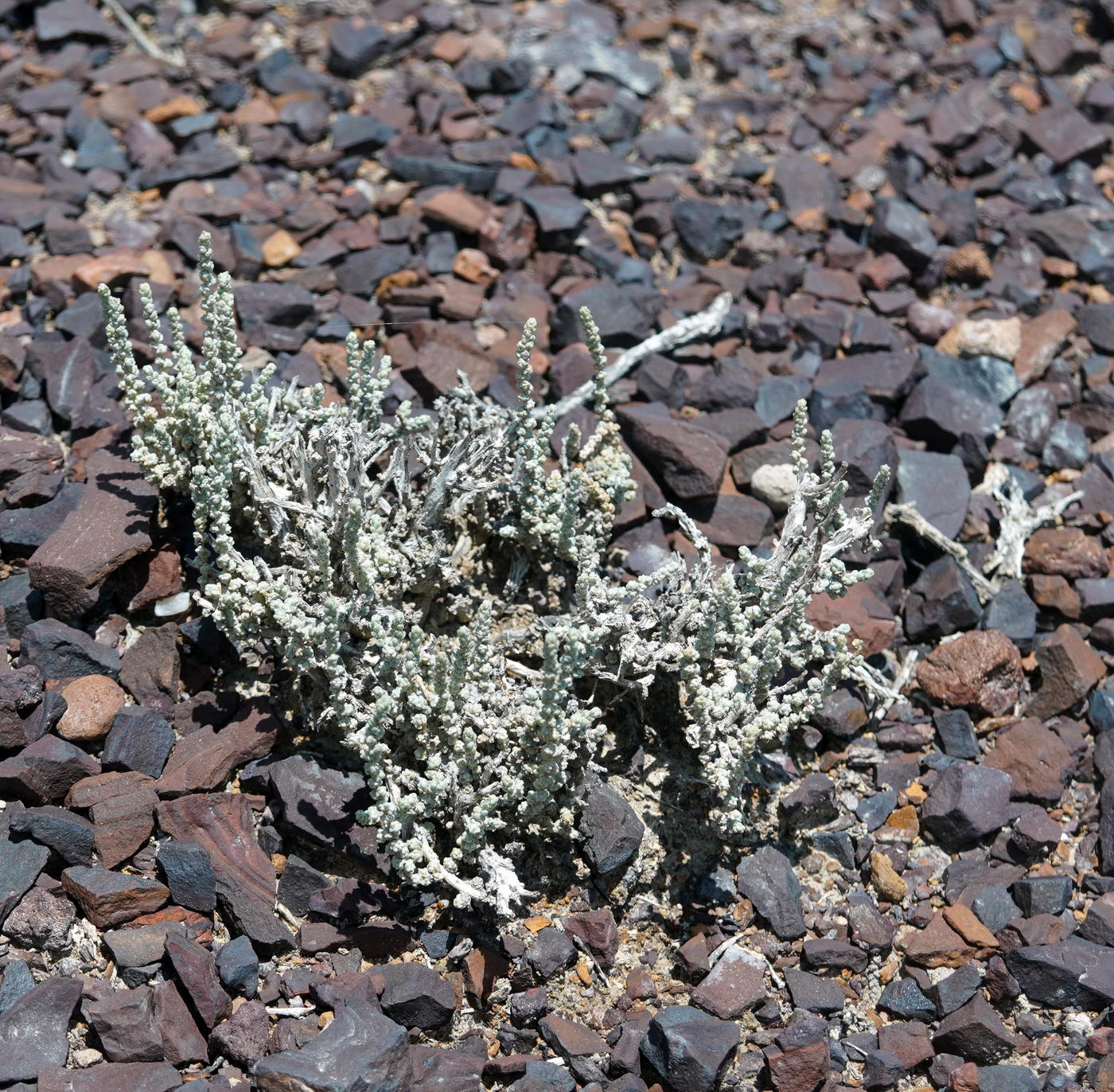 Image of Salsola gemmascens specimen.