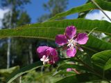 Chamaenerion angustifolium. Цветки пазушного соцветия и части листьев. Хабаровский край, окр. г. Комсомольск-на-Амуре, обочина грунтовой дороги. 12.08.2025.