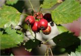 Crataegus submollis. Часть ветви с созревшими плодами. Московская обл., Раменский р-н, окр. дер. Хрипань, садовый участок. 16.09.2025.