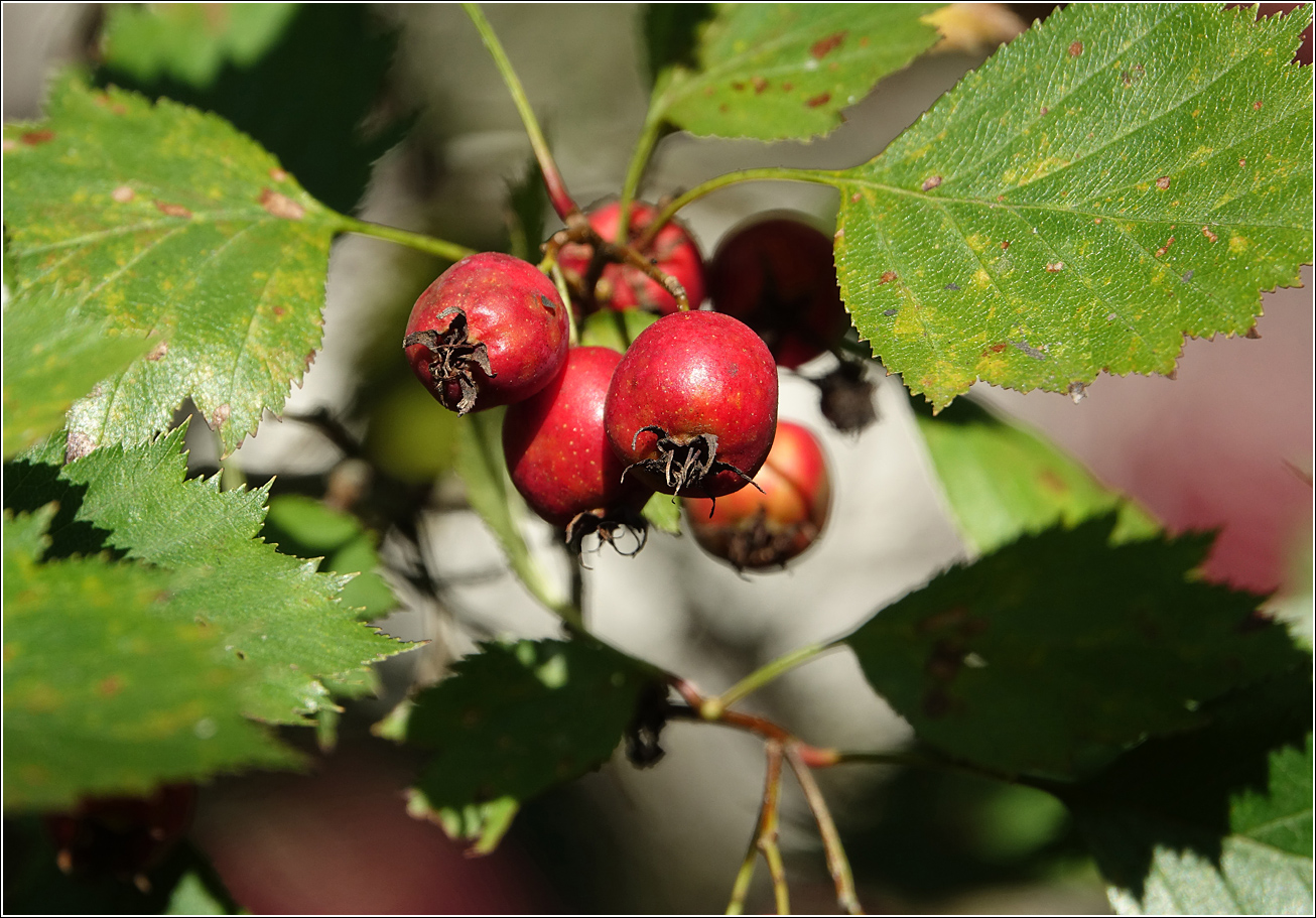 Изображение особи Crataegus submollis.