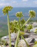 Chamaesciadium acaule. Верхушка побега с соцветием с цветками и завязавшимися плодами. Карачаево-Черкесия, Зеленчукский р-н, гора Джангур, ≈ 1500 м н.у.м., кромка скального обрыва. 04.06.2025.