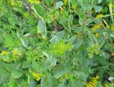 Bupleurum rotundifolium. Цветущие растения. Крым, гора Чатырдаг, склон яйлы, возле тропы. 3 июля 2010 г.