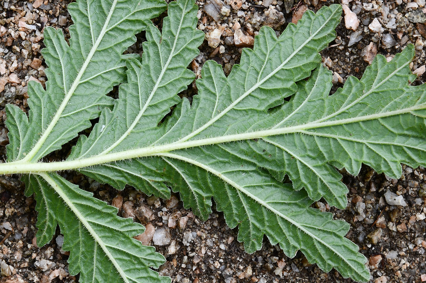 Изображение особи Phlomoides hissarica.