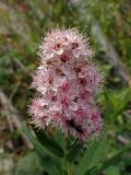 Spiraea salicifolia. Соцветие с пчелой(?). Хабаровский край, г. Комсомольск-на-Амуре, зарастающий карьер. 28.08.2025.