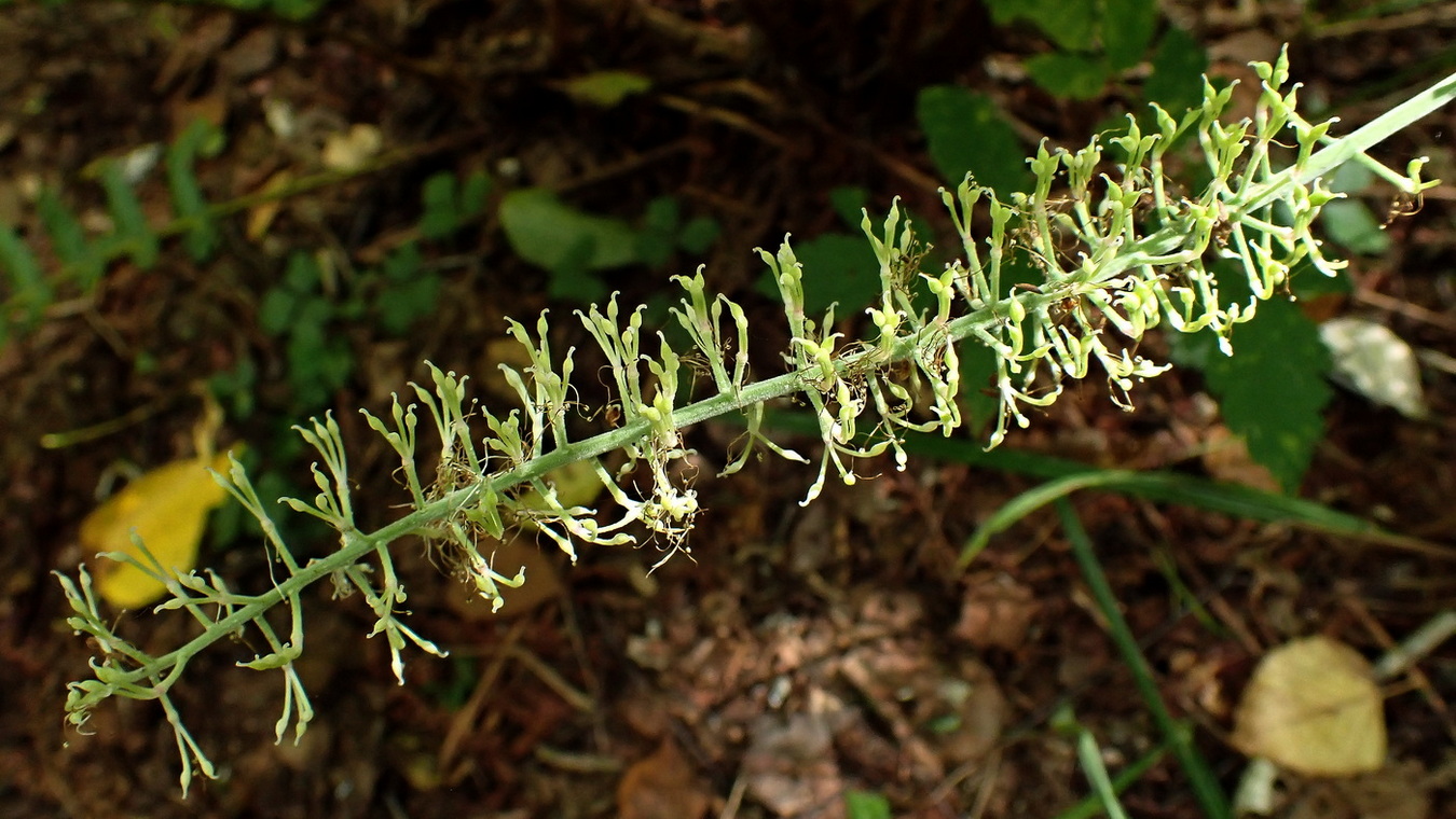 Image of Cimicifuga simplex specimen.