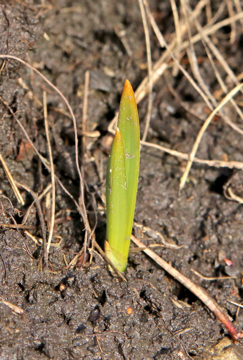 Изображение особи Eremurus spectabilis.