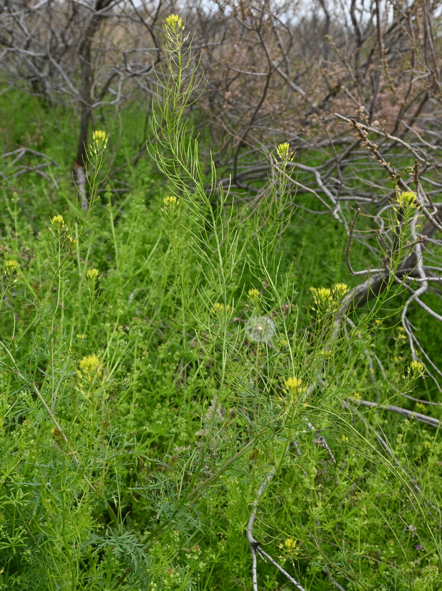 Изображение особи Descurainia sophia.