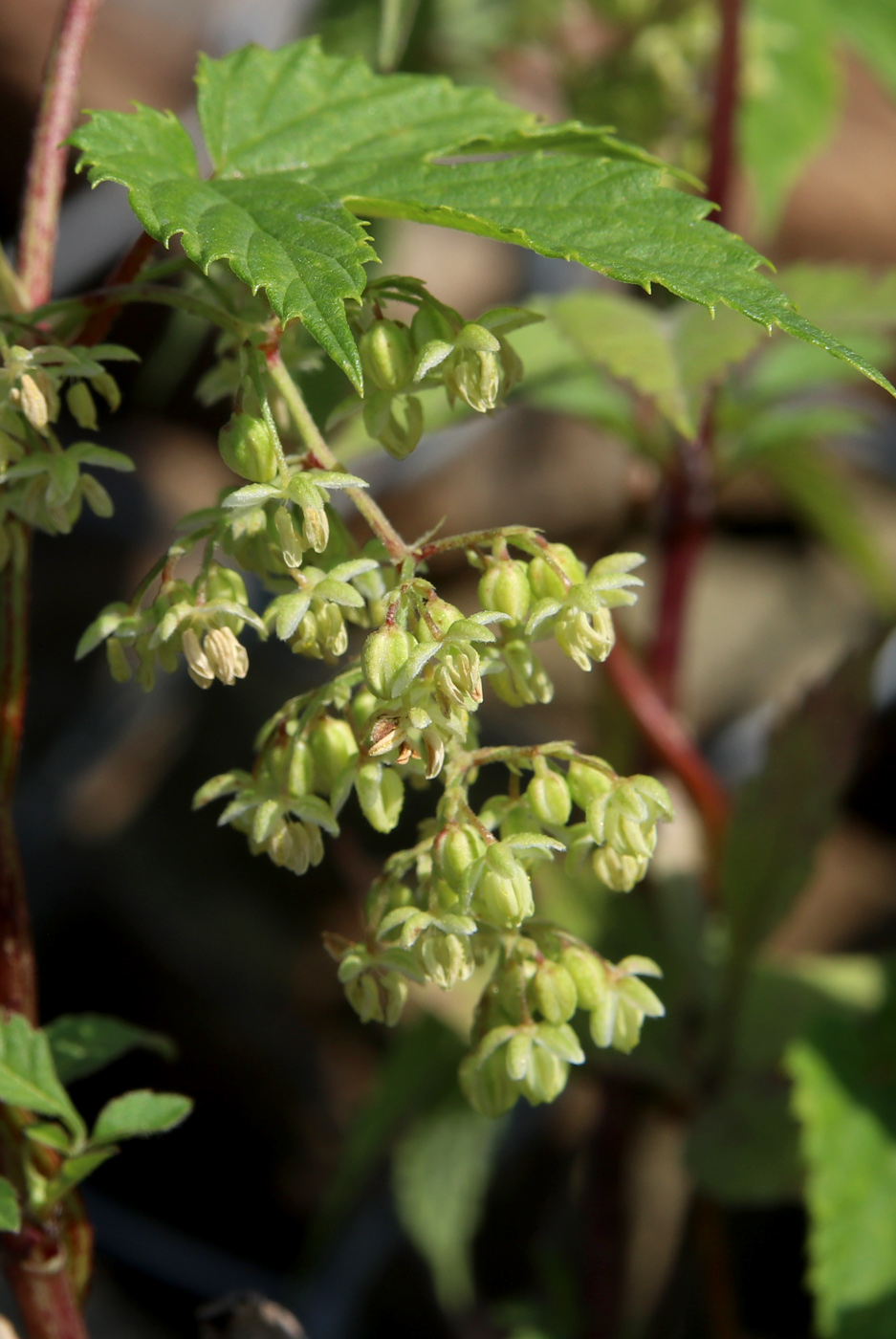 Изображение особи Humulus lupulus.