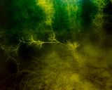 Potamogeton pectinatus. Вегетирующие растения. Ленинградская обл., Кировский р-н, ж.-д. ст. Старая Малукса, песчаный карьер, глубина 2 м. 02.07.2021.