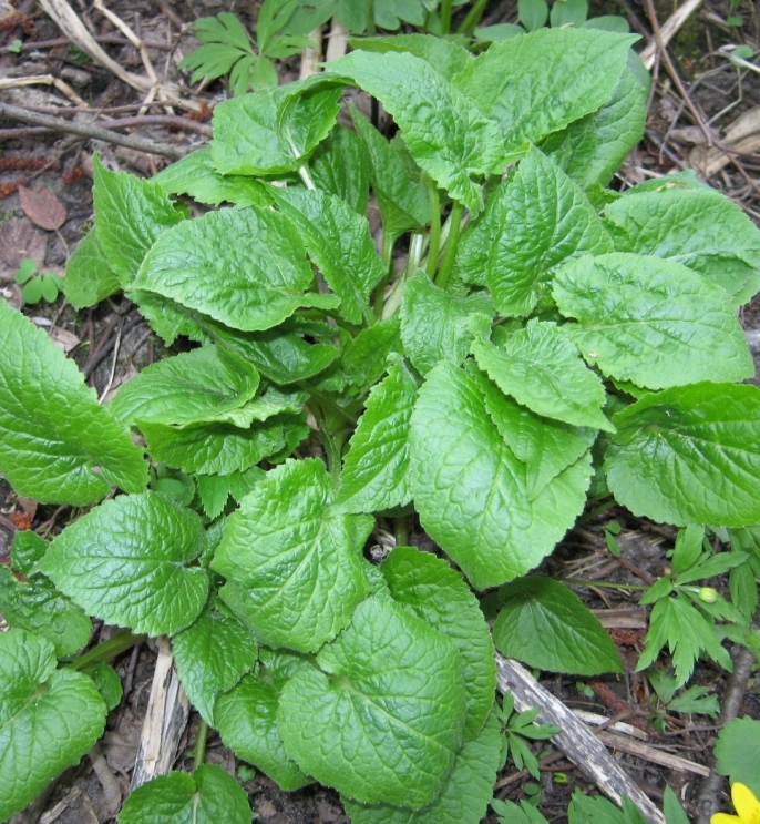 Изображение особи Campanula latifolia.