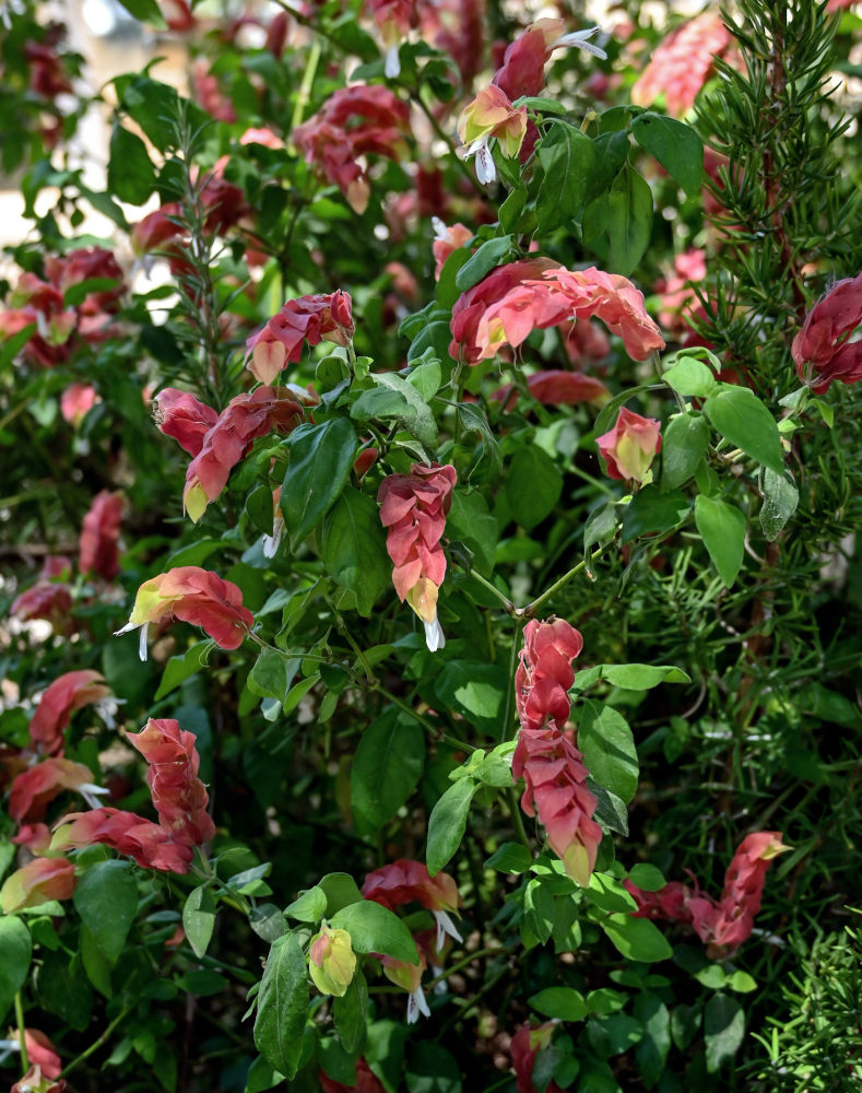 Изображение особи Justicia fulvicoma.