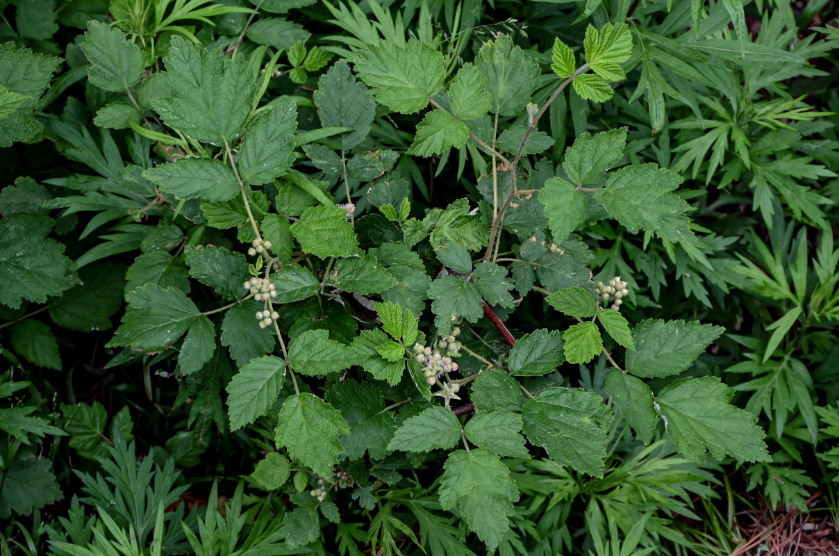 Изображение особи Rubus mesogaeus.