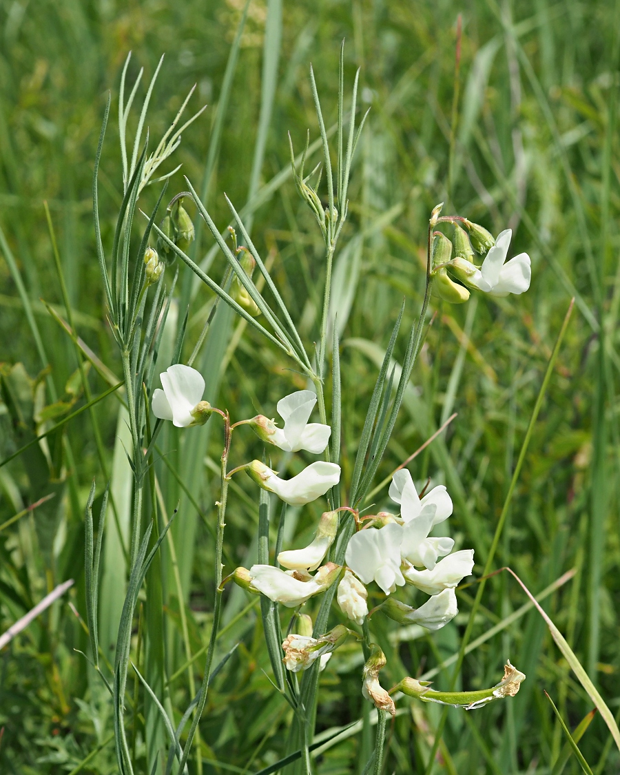 Image of Lathyrus pallescens specimen.