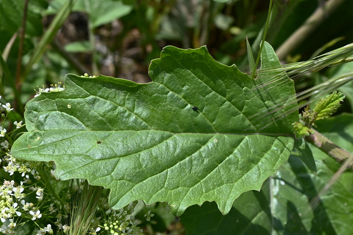 Image of familia Brassicaceae specimen.