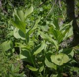 Image of taxon representative. Author is Игорь Павлов