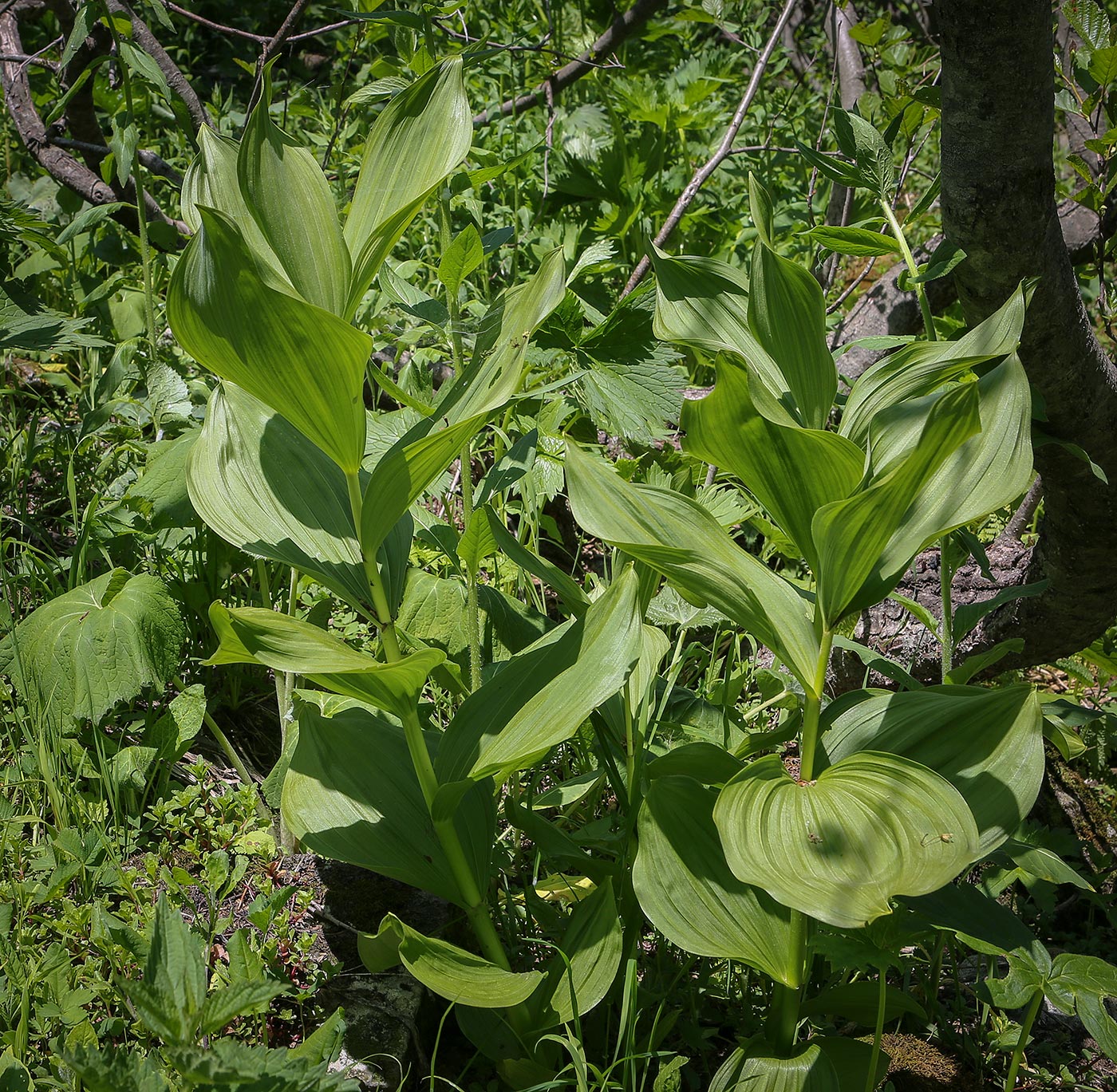 Image of Veratrum lobelianum specimen.