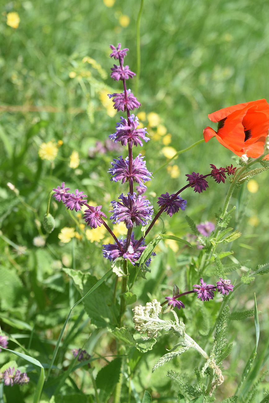 Image of Salvia verticillata specimen.